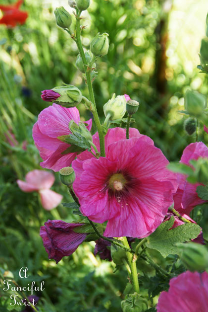 Summer garden 29 Summer garden 29