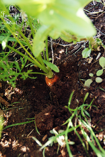 Carrot cake cupcakes 8 Carrot cake cupcakes 8