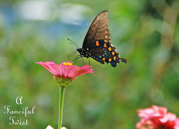 Butterfly 2 Butterfly 2