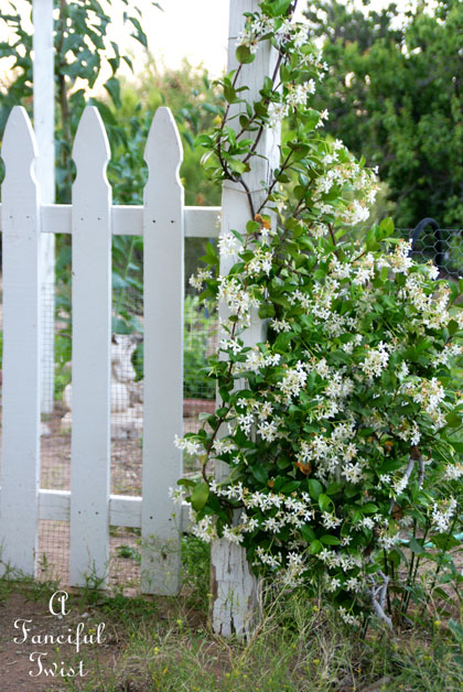 Growing garden 20 Growing garden 20