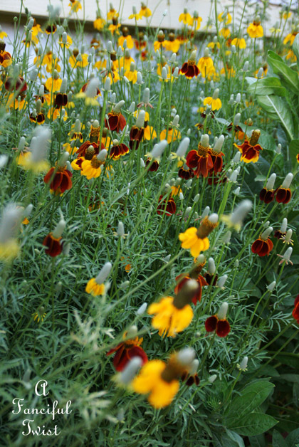 Growing garden 41 Growing garden 41