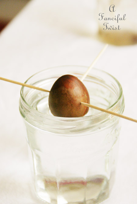 Growing an avocado plant 2 Growing an avocado plant 2