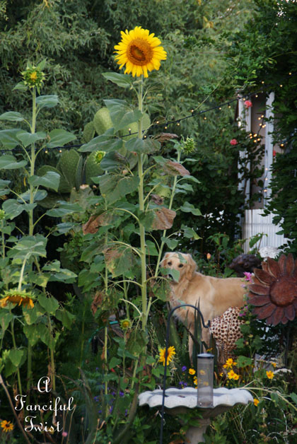 Summer garden 23 Summer garden 23