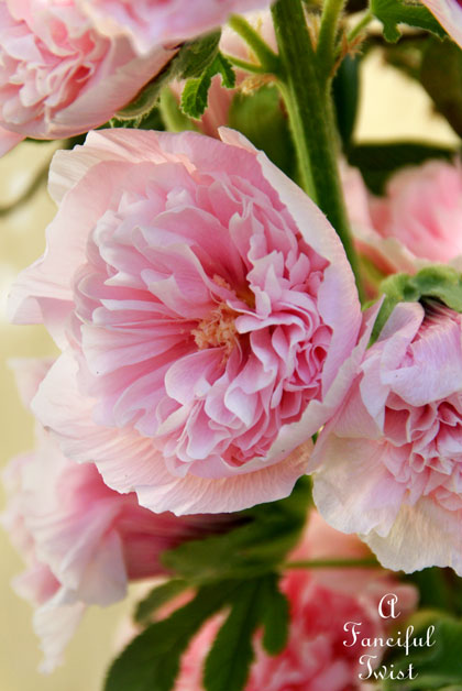 Summer garden 26 Summer garden 26