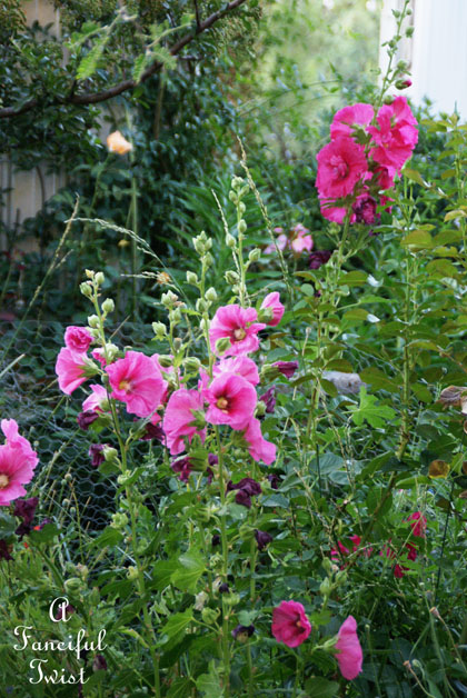 Summer garden 30 Summer garden 30