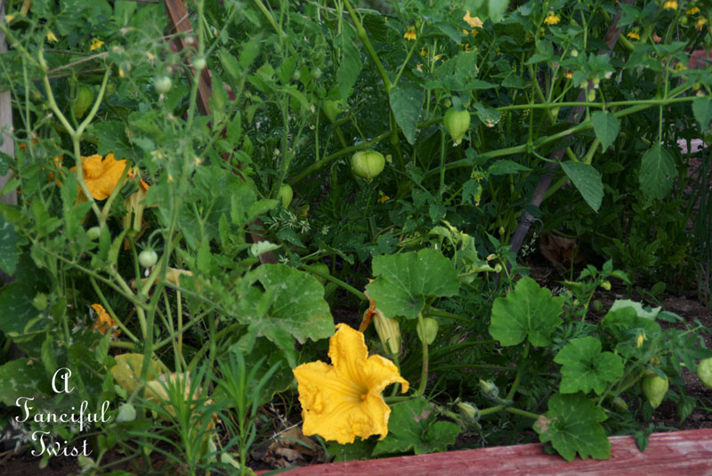 Summer garden 13 Summer garden 13