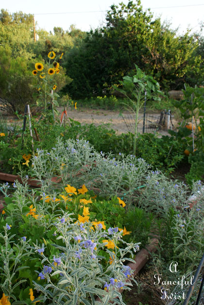 Summer garden 7 Summer garden 7