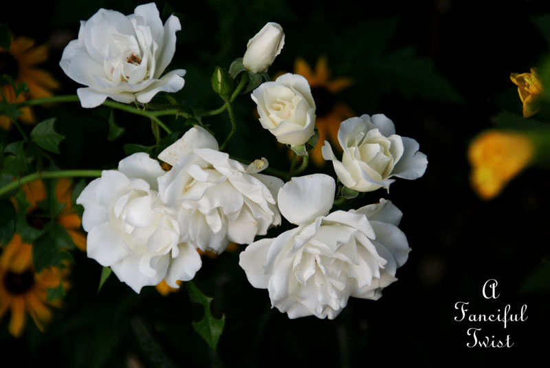 Summer garden 17 Summer garden 17