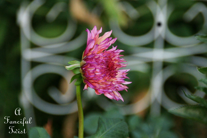 Summer garden 21 Summer garden 21