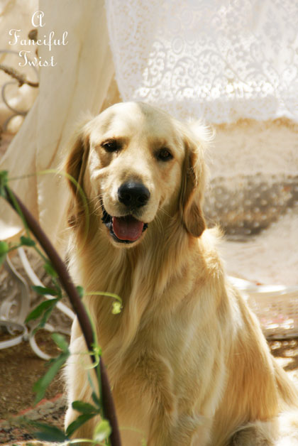 Gypsy garden 4 Gypsy garden 4