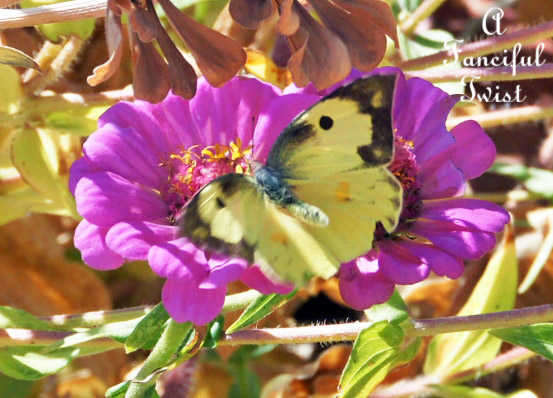 Butterflies flutter around 2 Butterflies flutter around 2