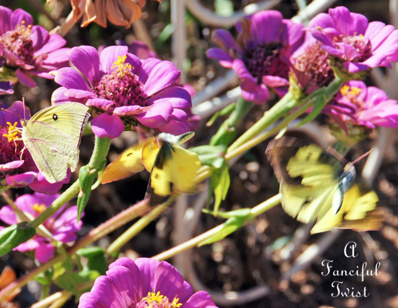 Butterflies flutter around 1 Butterflies flutter around 1