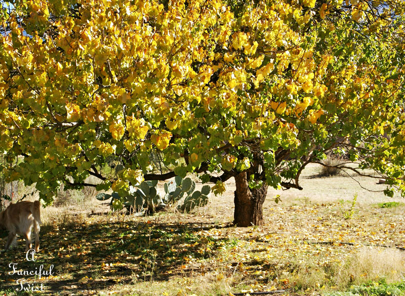 Apricot tree 2 Apricot tree 2