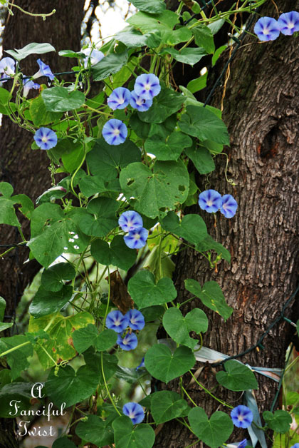 September garden 26