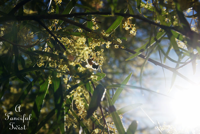 Fairy circle 8 Fairy circle 8