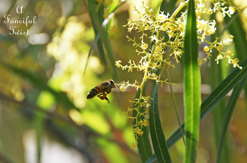 Fairy circle 11 Fairy circle 11