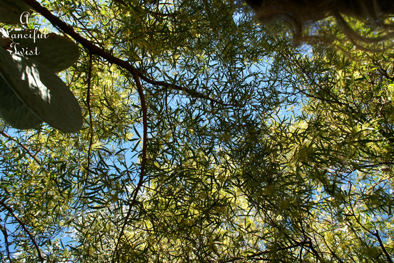 Fairy circle 12 Fairy circle 12