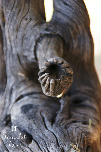 Little hands coming out of the wood 2 Little hands coming out of the wood 2