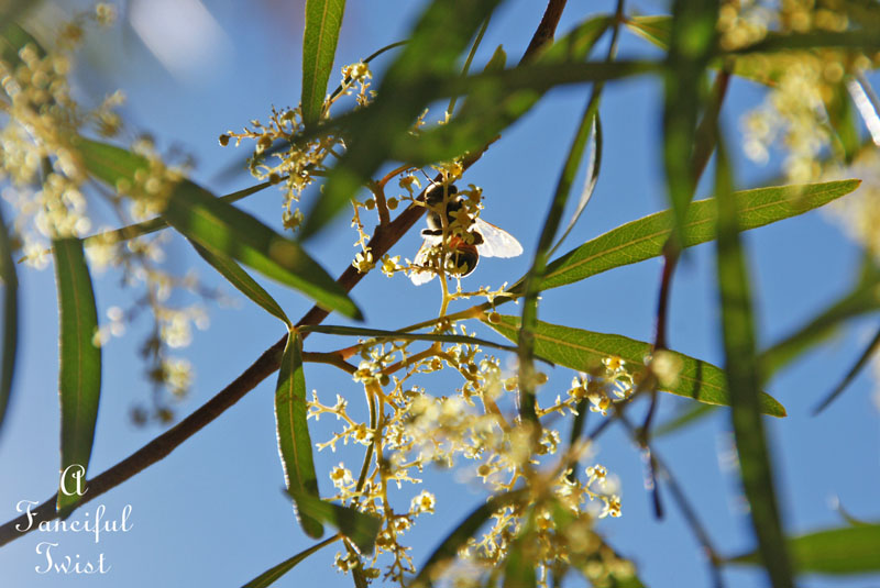 Fairy circle 10 Fairy circle 10