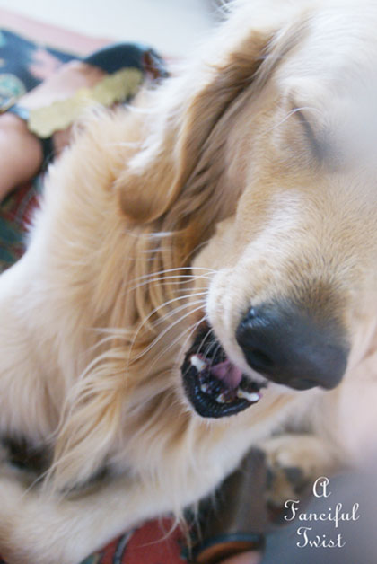 Gypsy fun 11 Gypsy fun 11