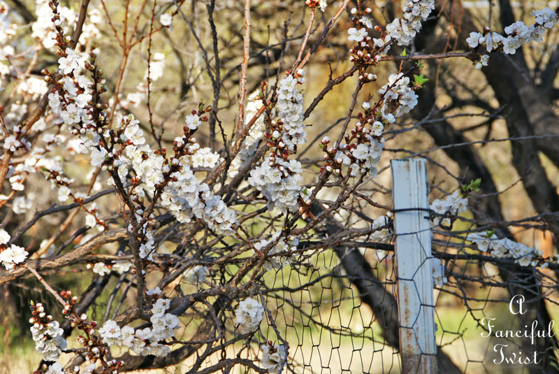 Blossom 6 Blossom 6