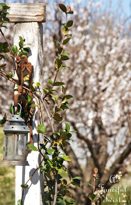 Blossom 7 Blossom 7