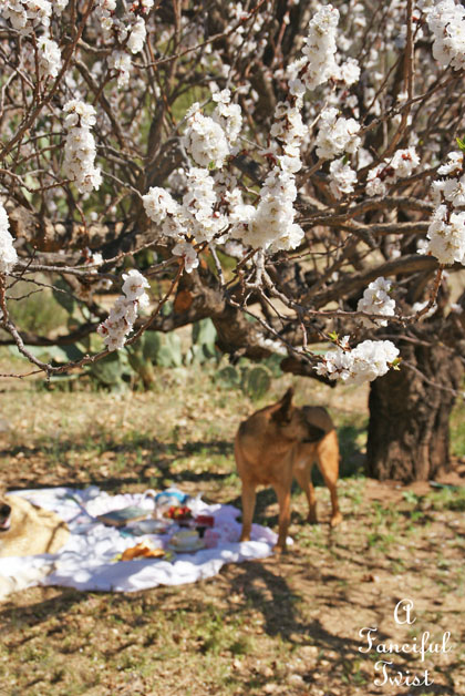 Blossom 28 Blossom 28