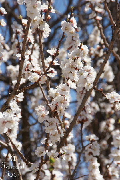 Blossom 13 Blossom 13
