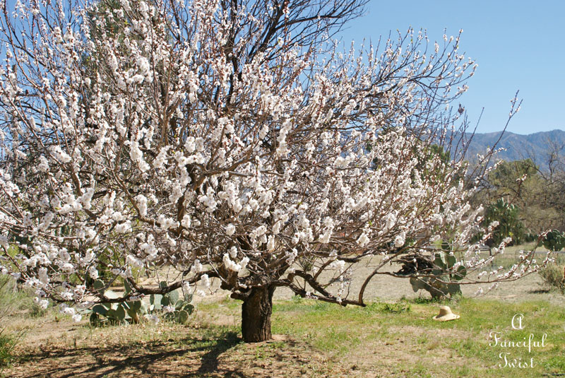 Blossom 1 Blossom 1
