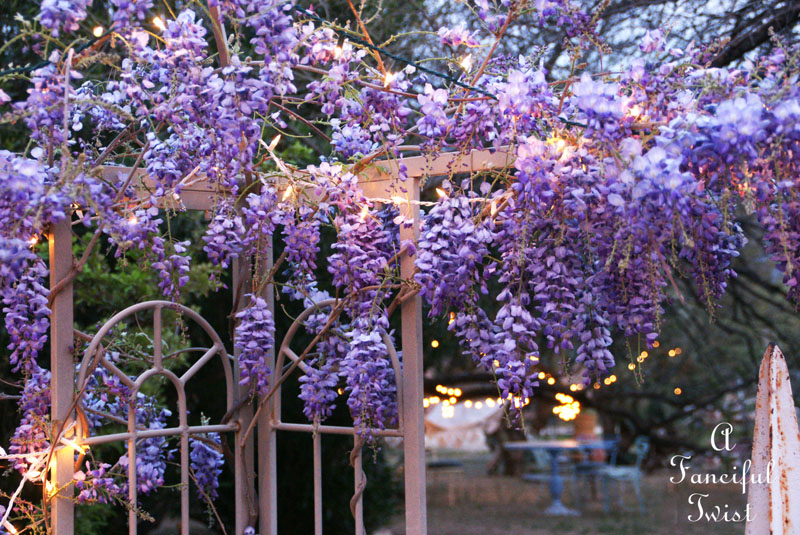 Wisteria 5 Wisteria 5