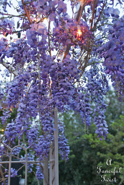 Wisteria 13 Wisteria 13