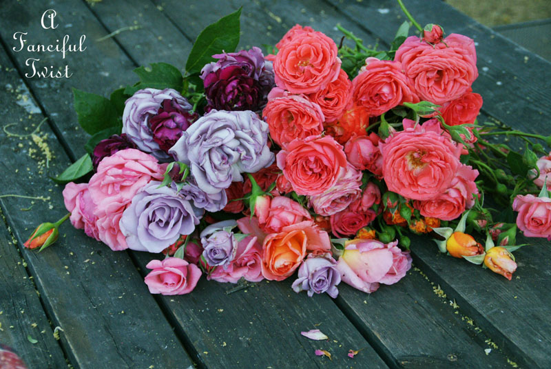 Vanessa valencia garden 12 Vanessa valencia garden 12