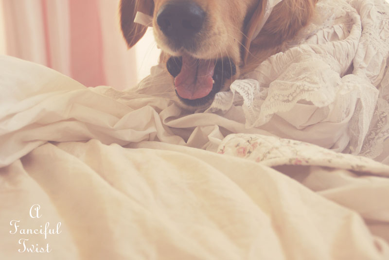 Nanny buttoncap 10 Nanny buttoncap 10