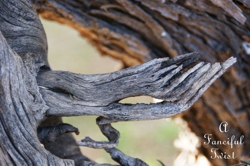 Little hands coming out of the wood 4 Little hands coming out of the wood 4