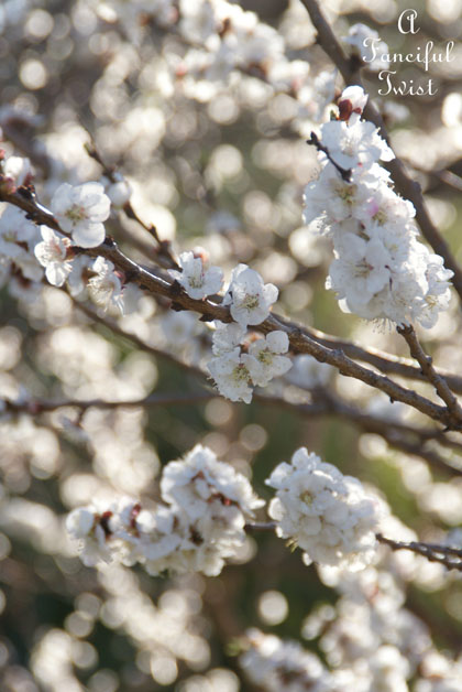 Blossom 5 Blossom 5