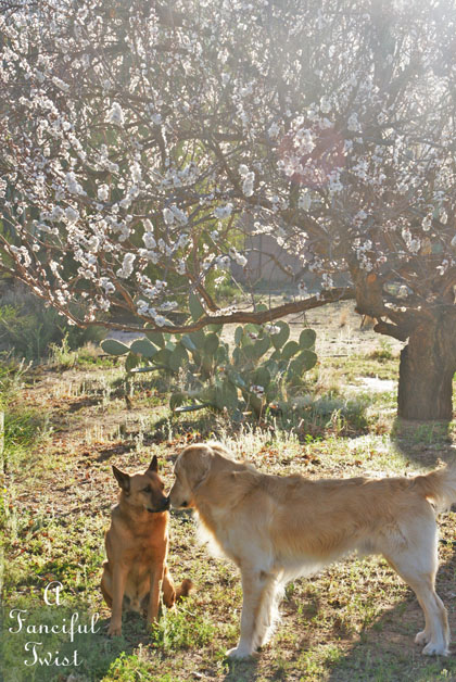 Blossom 4 Blossom 4