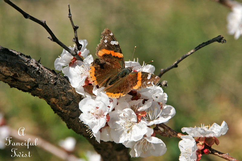 Blossom 24 Blossom 24