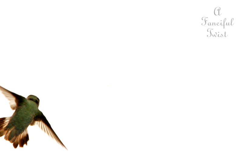 Hummingbird heart 1 Hummingbird heart 1