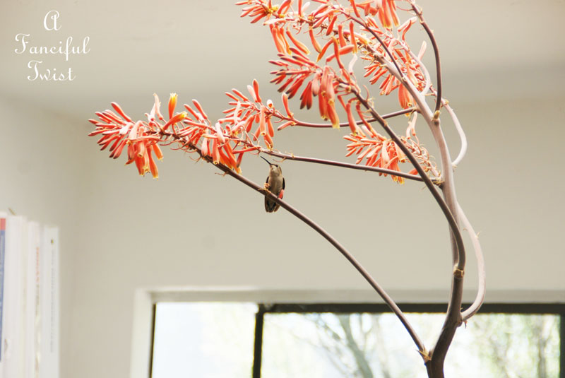 Hummingbird heart 9 Hummingbird heart 9