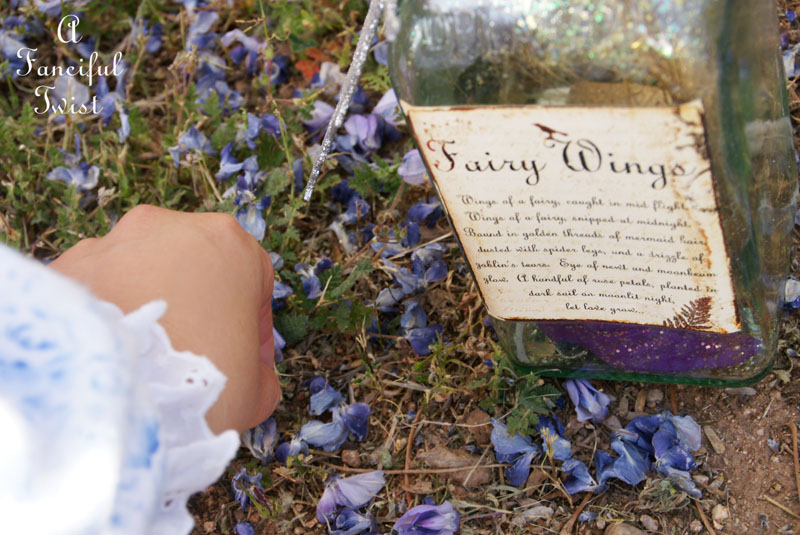 Wisteria 1 Wisteria 1