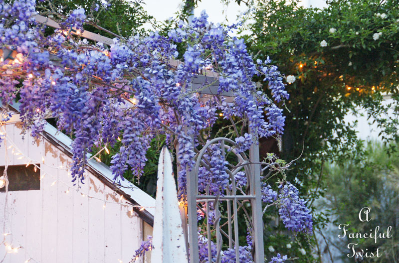Wisteria 7 Wisteria 7