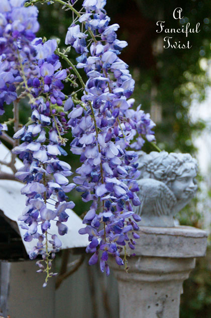 Wisteria 14 Wisteria 14