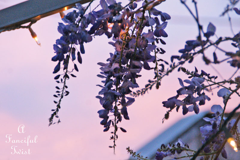 Wisteria 6 Wisteria 6