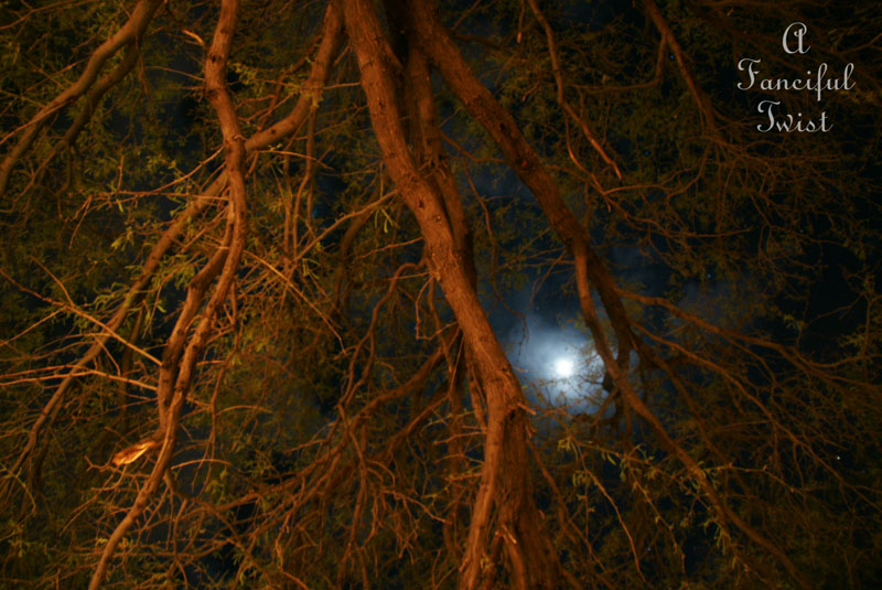 Gypsy garden 9 Gypsy garden 9