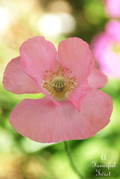 Vanessa valencia garden 9 Vanessa valencia garden 9