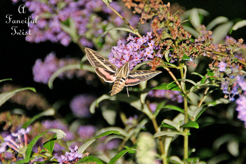 Hummingbird moth 2 Hummingbird moth 2