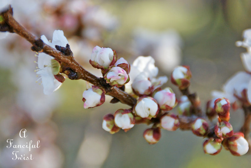 Blossom 16 Blossom 16