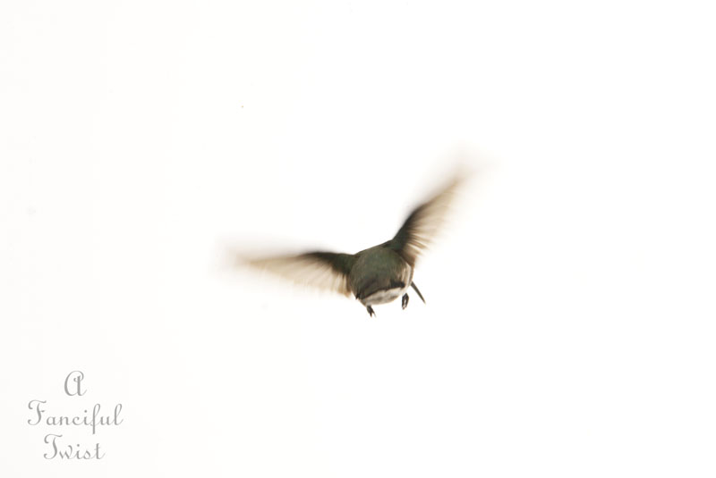 Hummingbird heart 3 Hummingbird heart 3