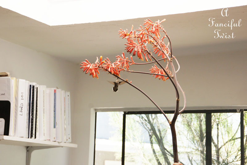 Hummingbird heart 8 Hummingbird heart 8