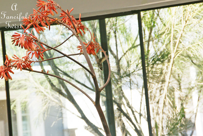 Hummingbird heart 10 Hummingbird heart 10